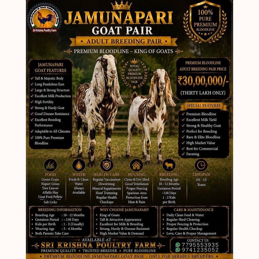 Jamunapari Goat