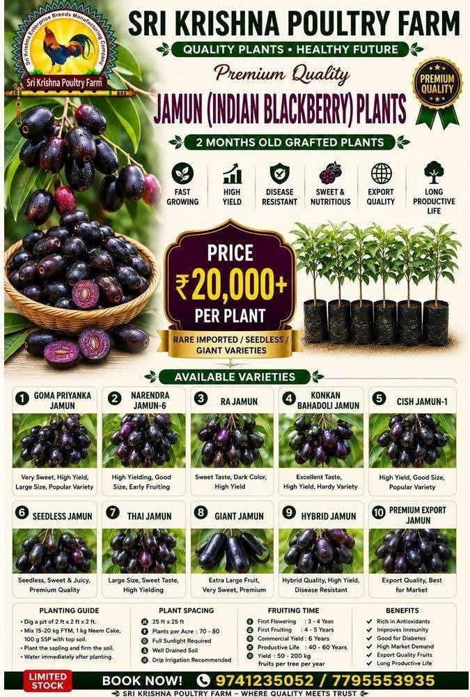 Jamun plants