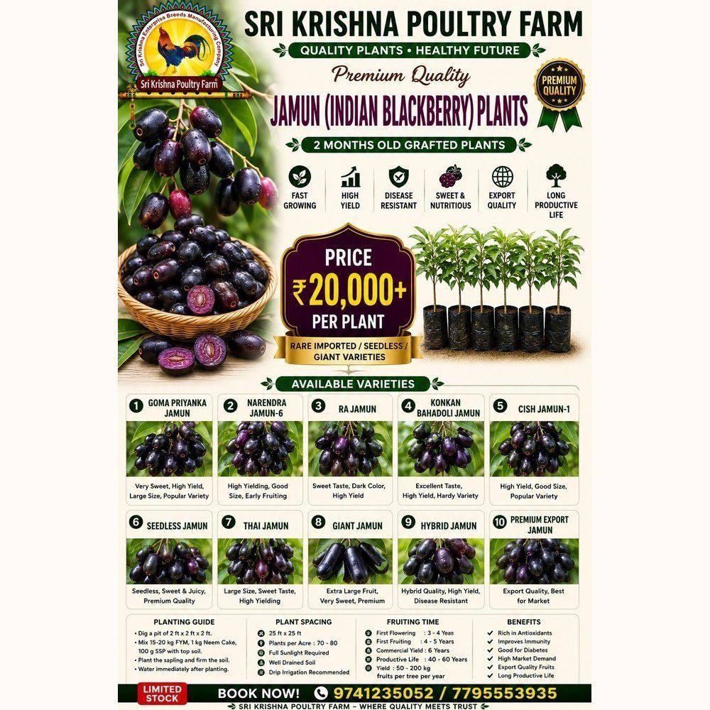 Jamun plants