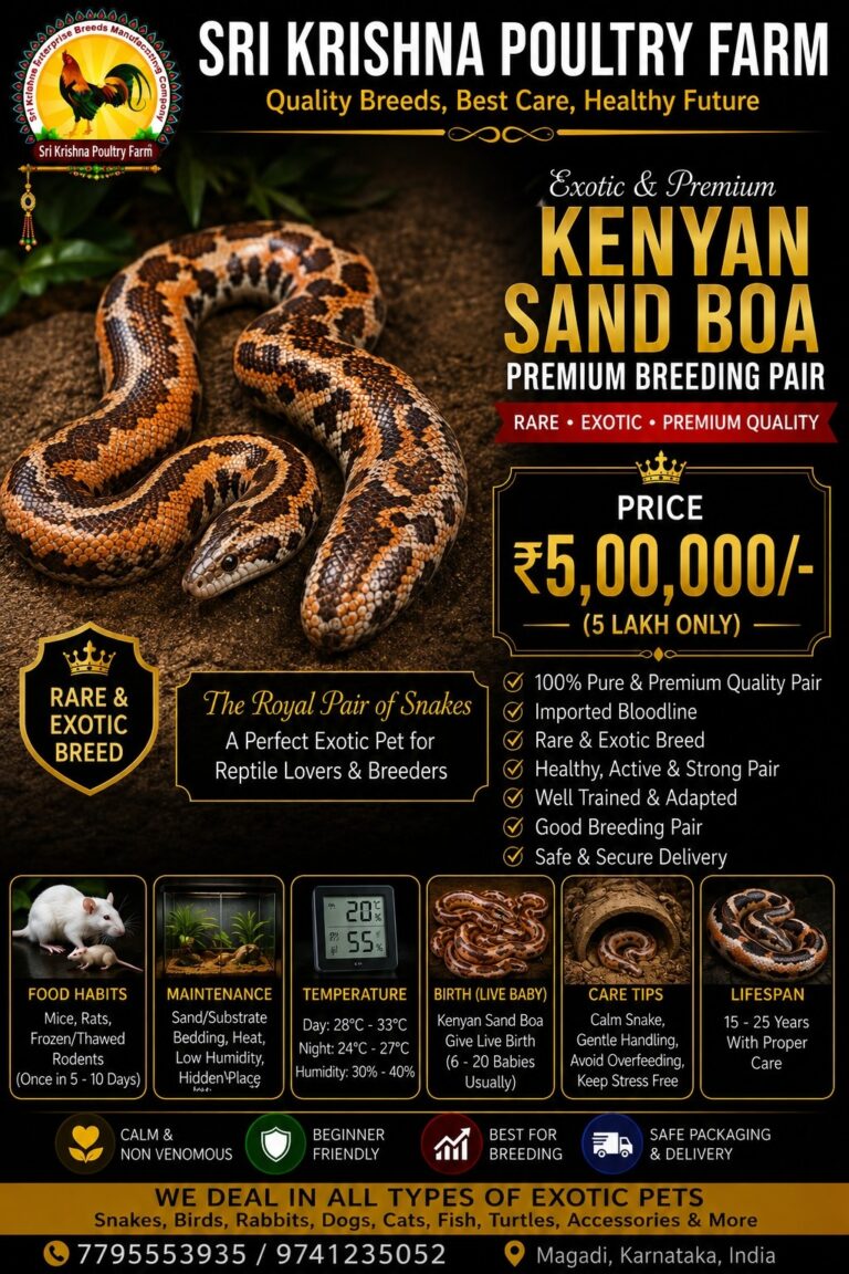 Kenyan Sand Boa