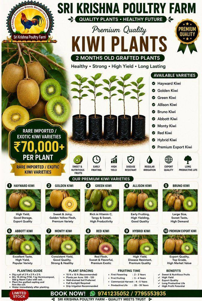Kiwi plants