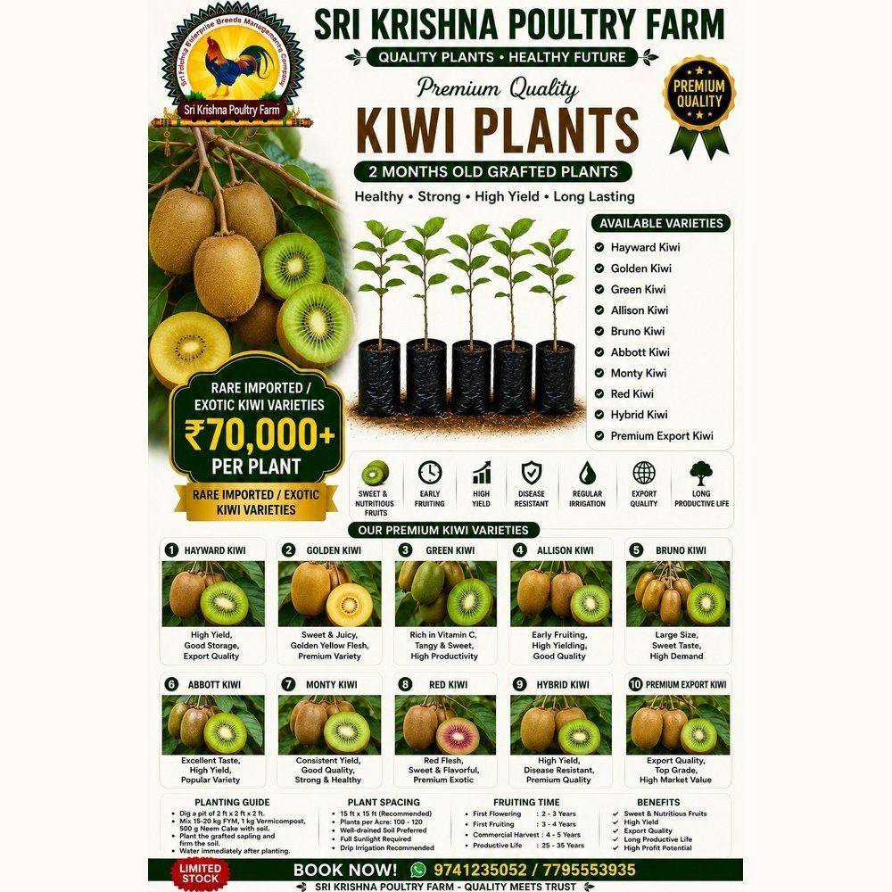 Kiwi plants