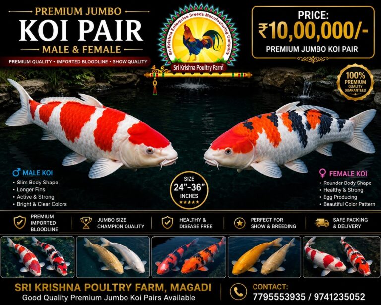 Koi