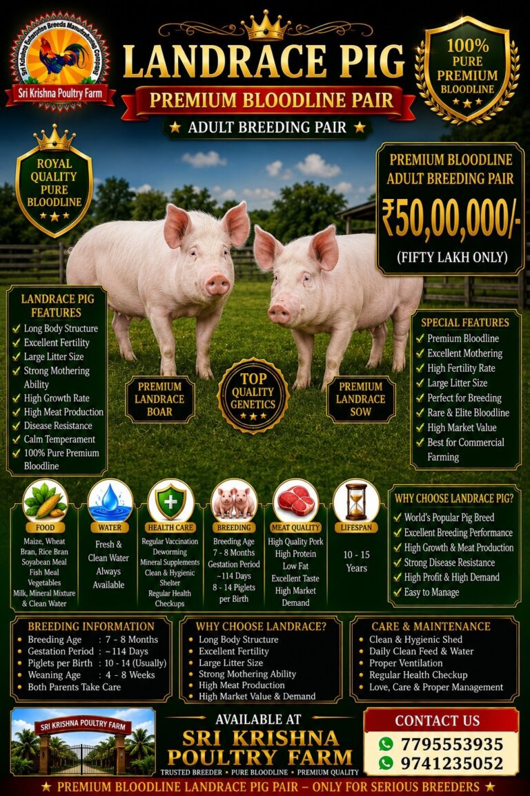 Landrace Pig