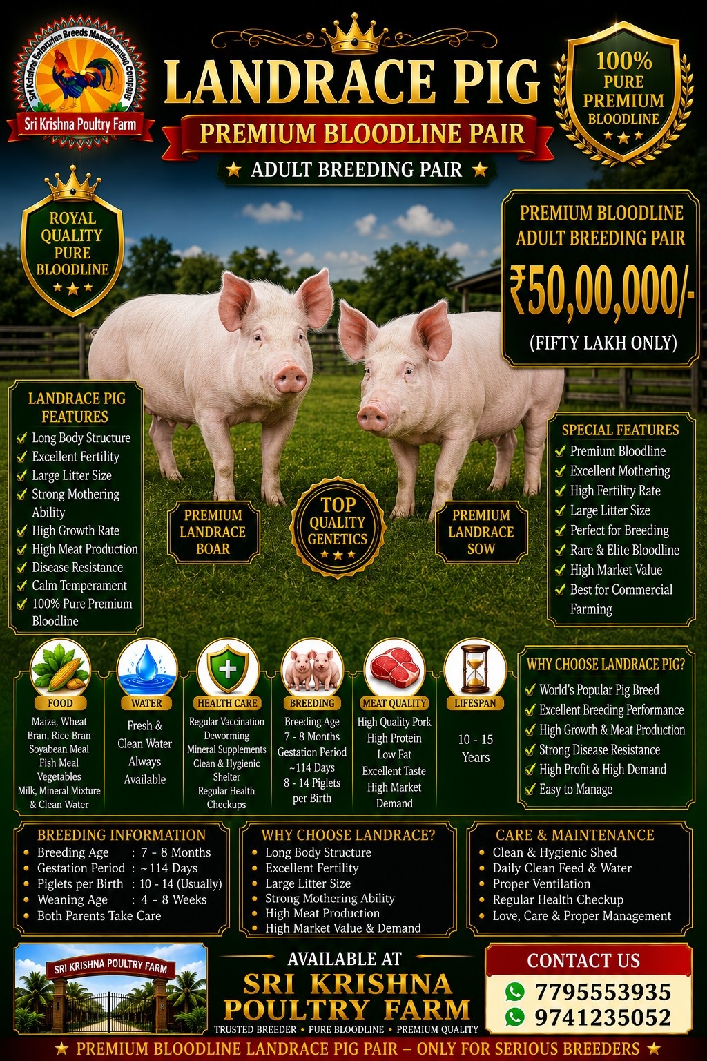 Landrace Pig