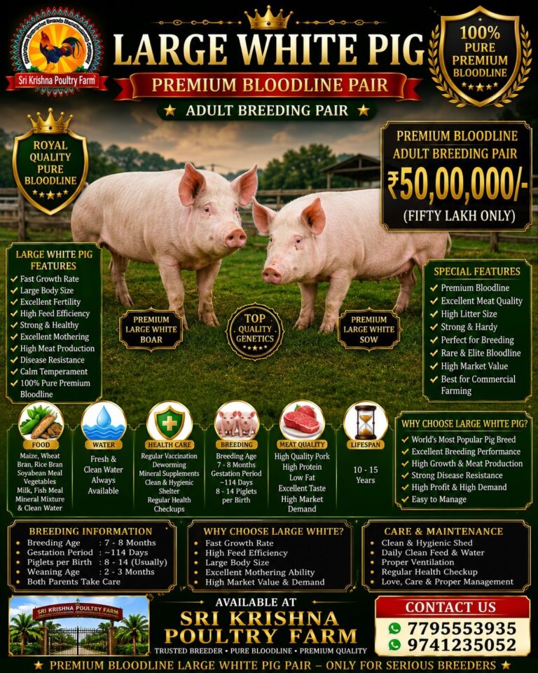 Large White Pig