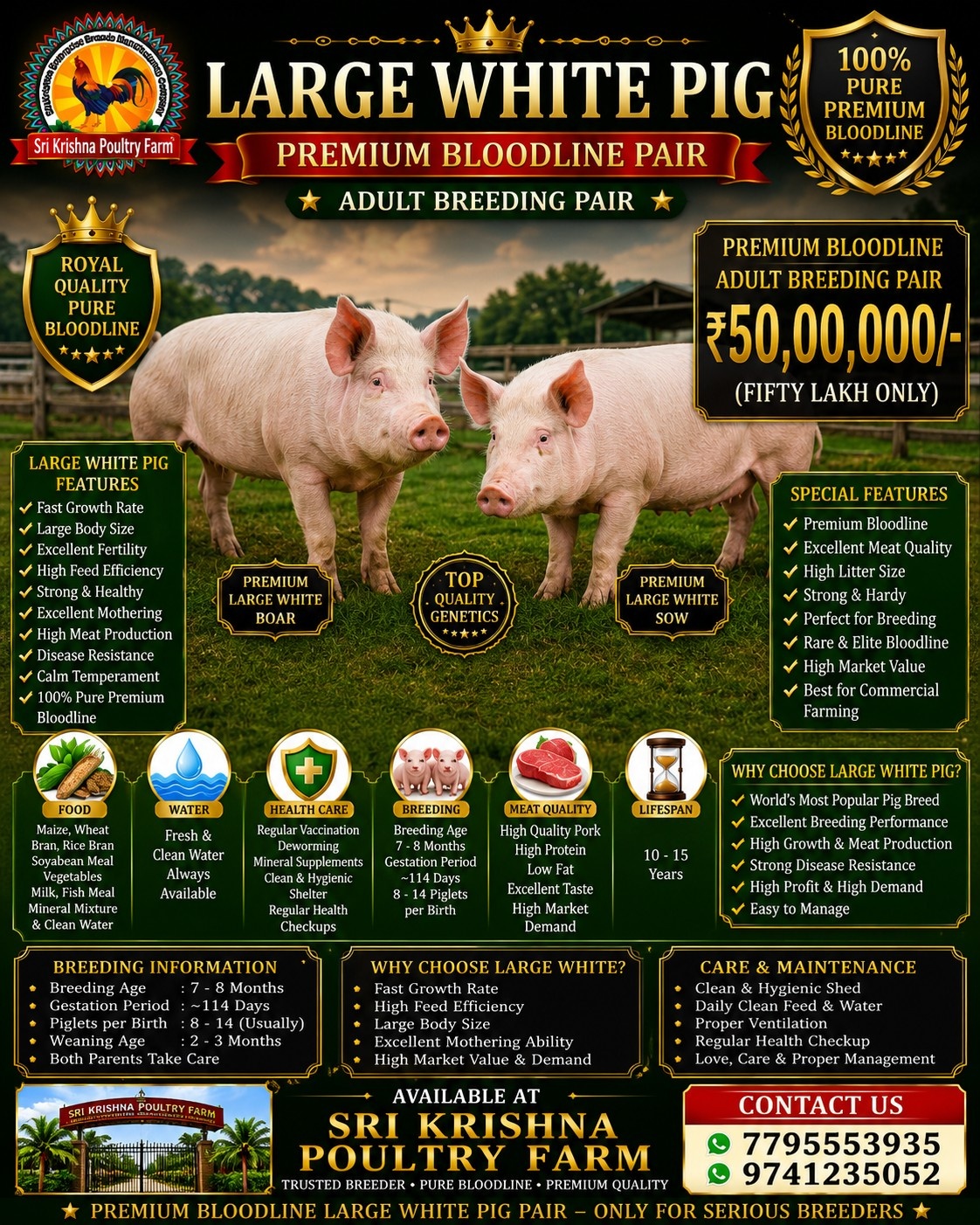 Large White Pig