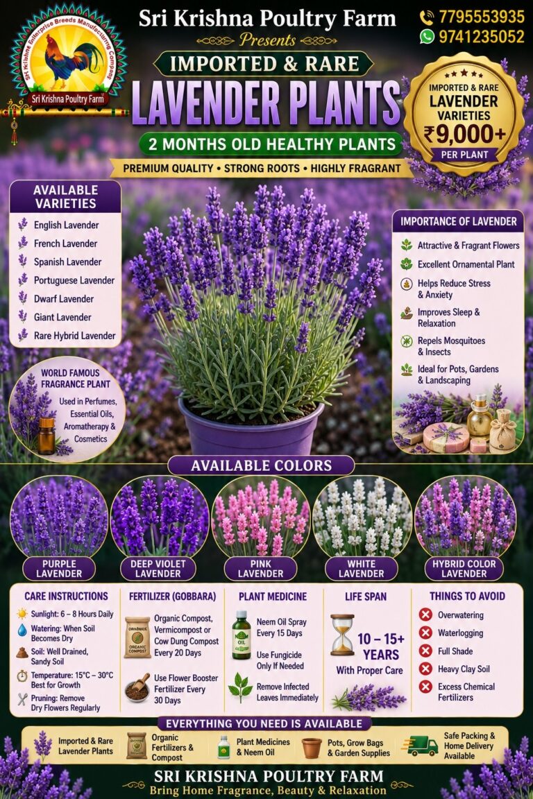 Lavender