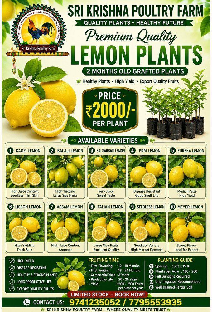 Lemon  plants