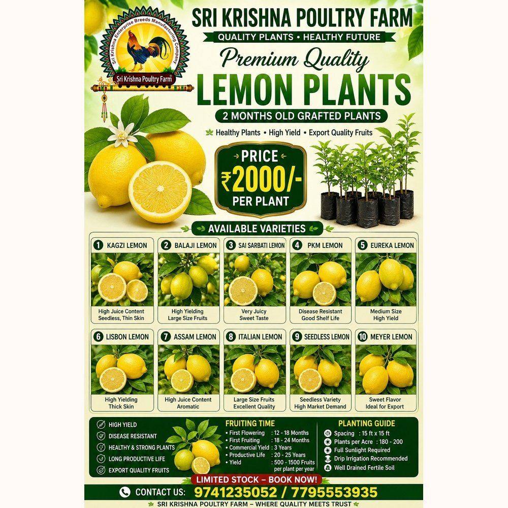 Lemon  plants