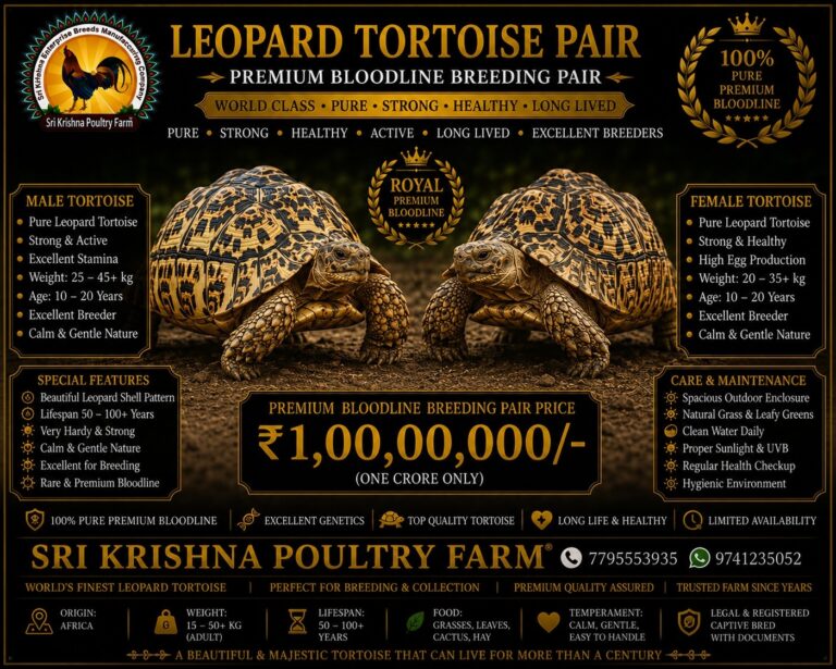 Leopard Tortoise