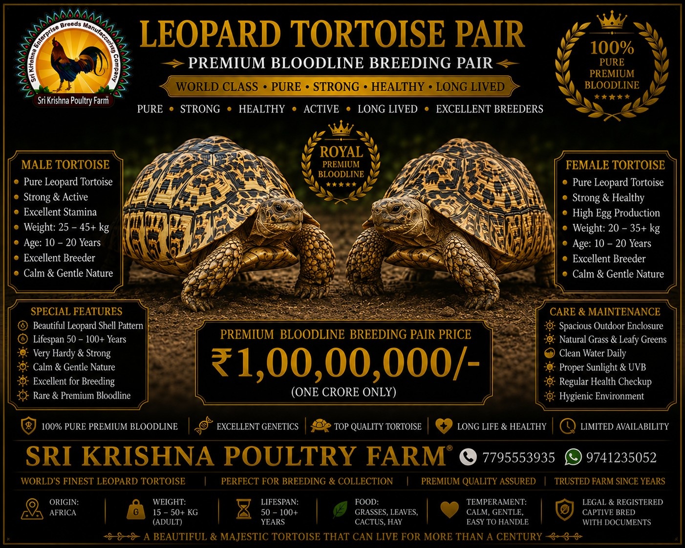 Leopard Tortoise