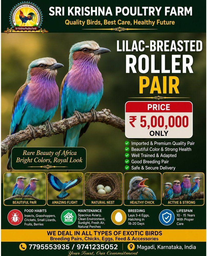 Lilac-breasted Roller