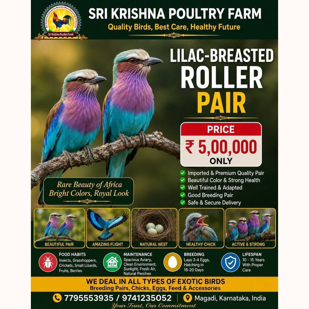 Lilac-breasted Roller
