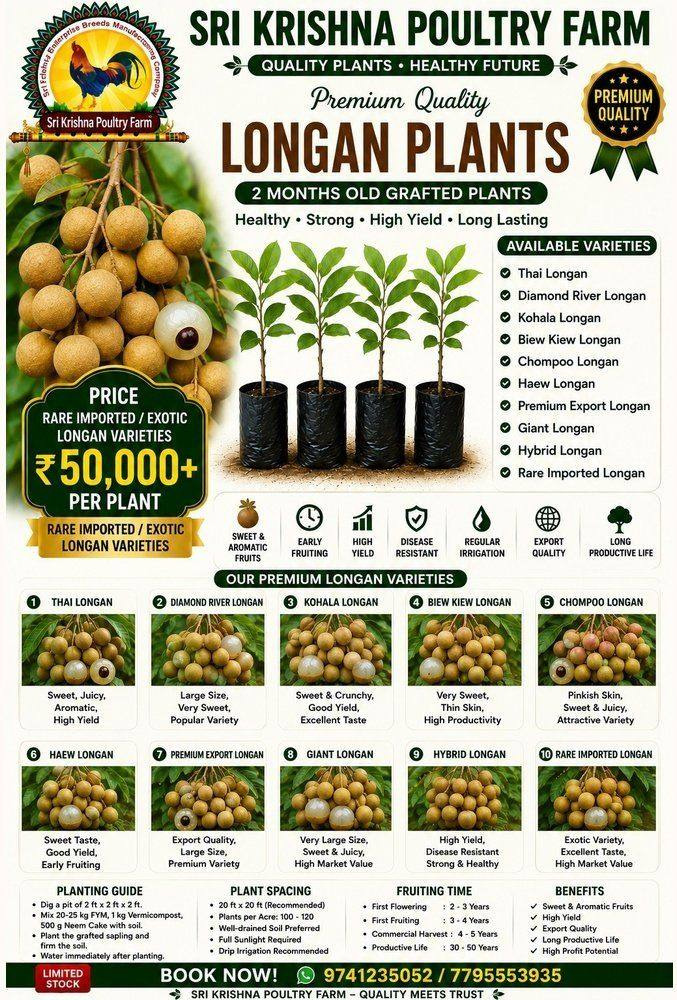 Longan plants
