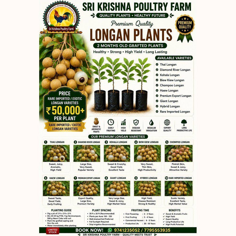 Longan plants