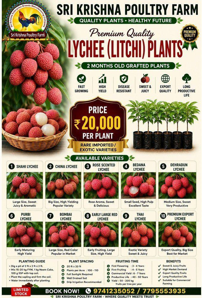 Lychee (Litchi) Plants