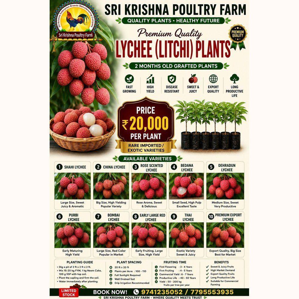 Lychee (Litchi) Plants