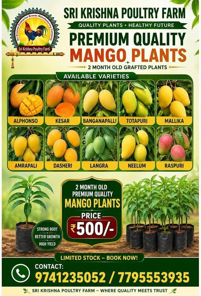 Mango Plants