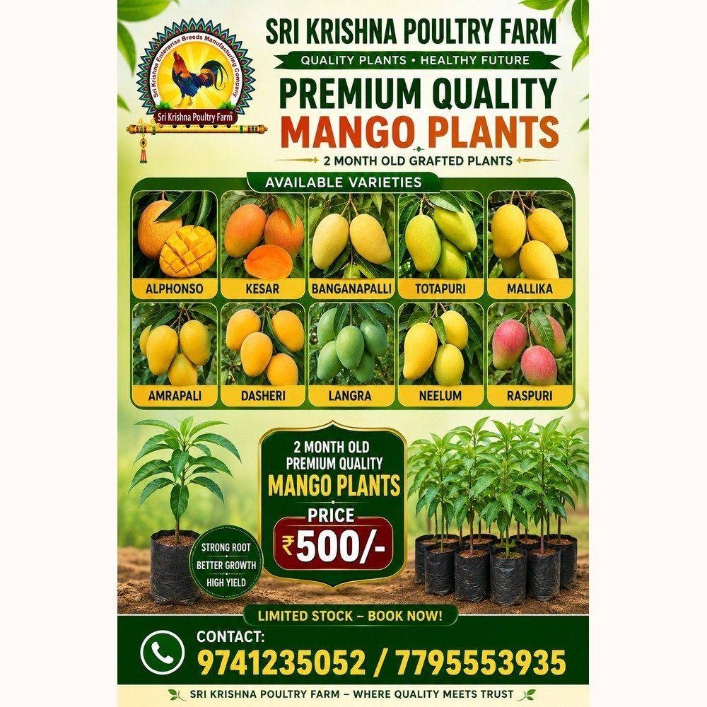 Mango Plants