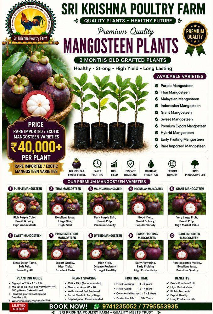 Mangosteen plants