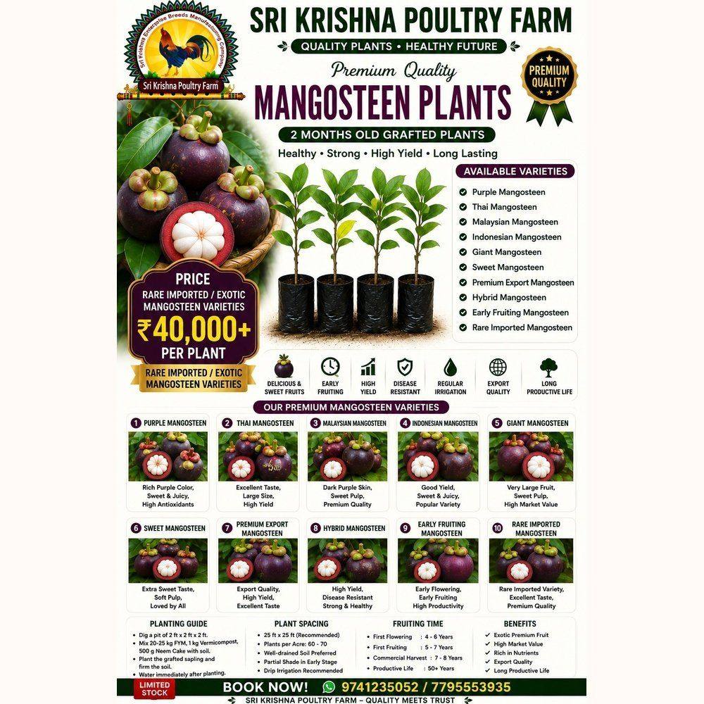 Mangosteen plants