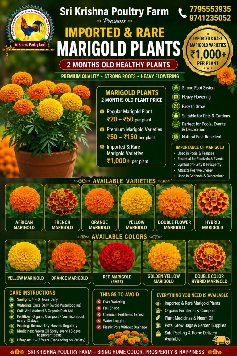 Marigold