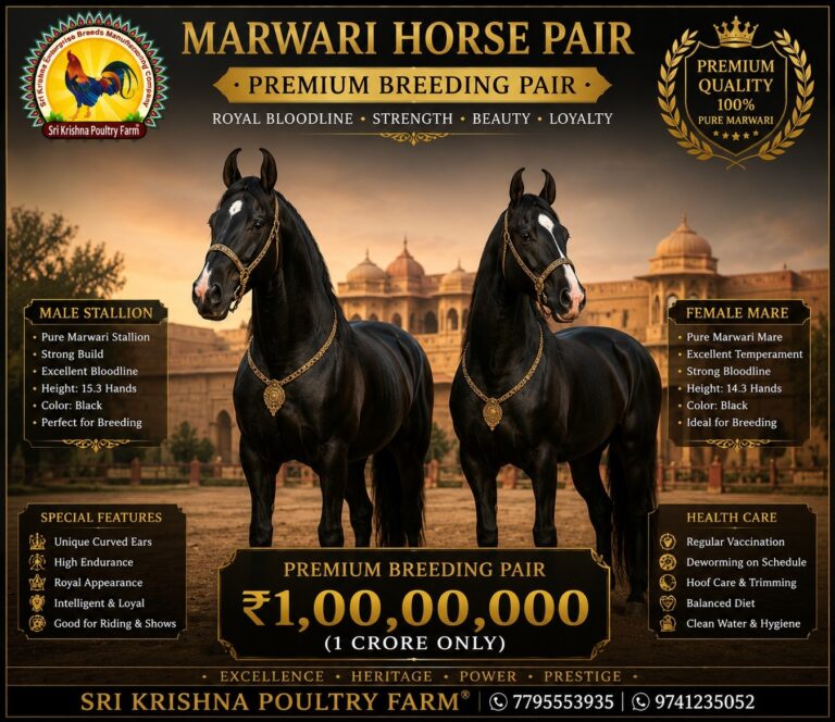 Marwari Horse