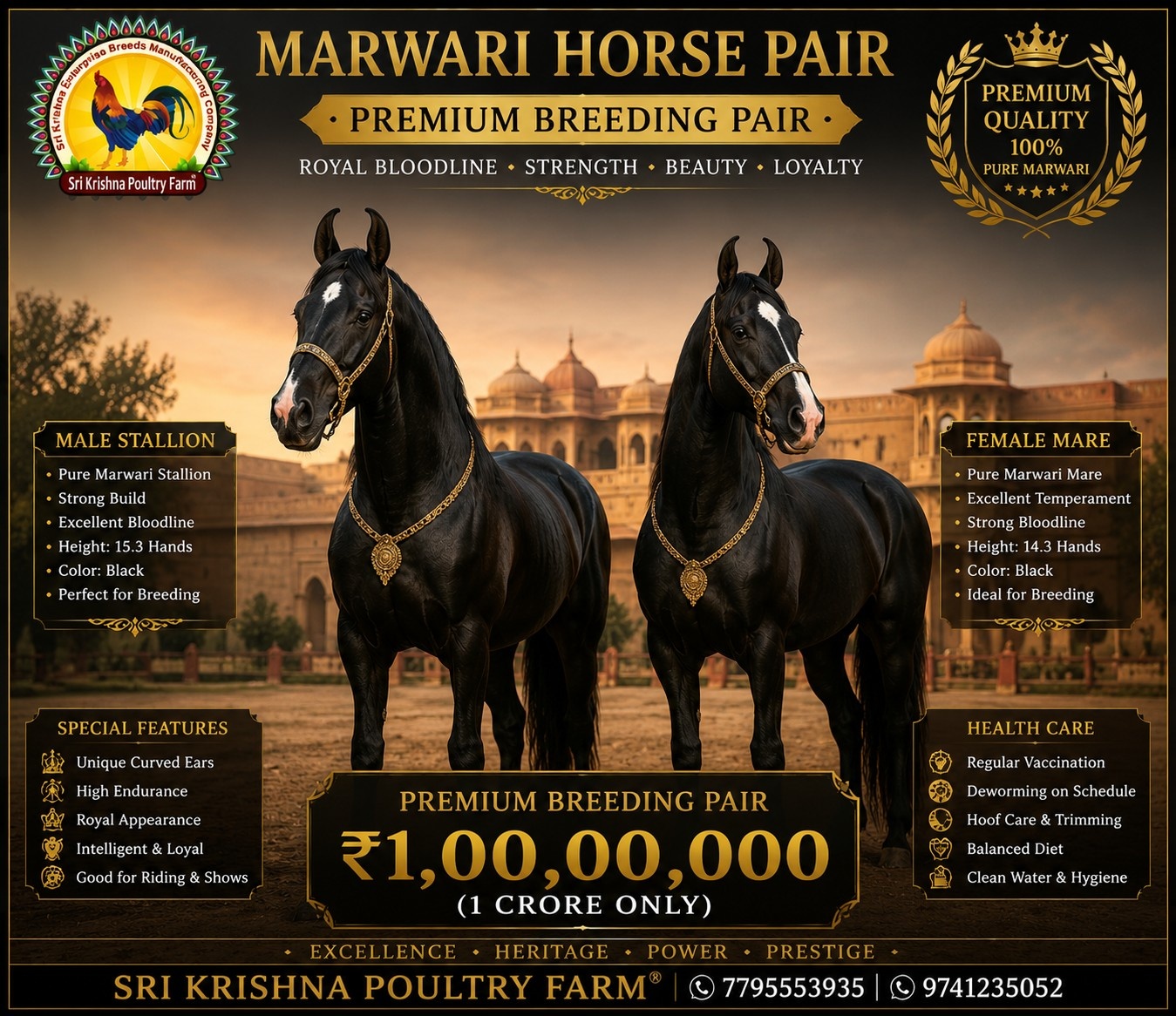 Marwari Horse