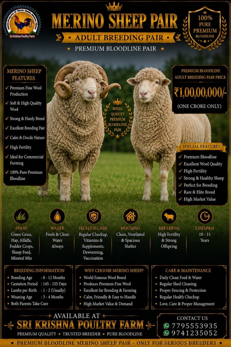 Merino Sheep