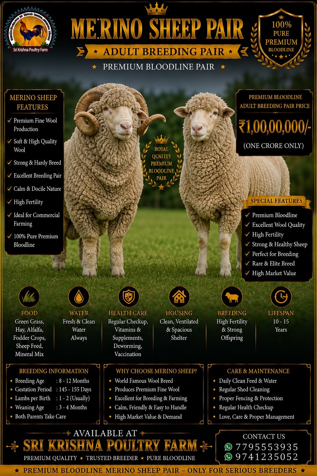 Merino Sheep