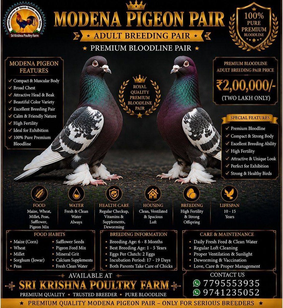 Modena Pigeon