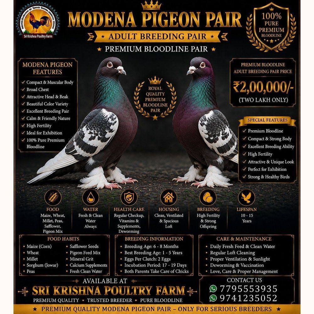 Modena Pigeon
