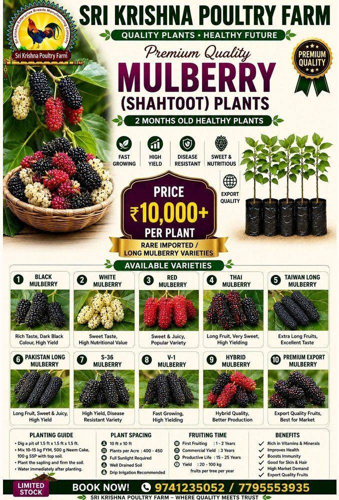 Mulberry plants