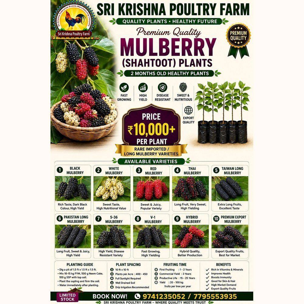 Mulberry plants