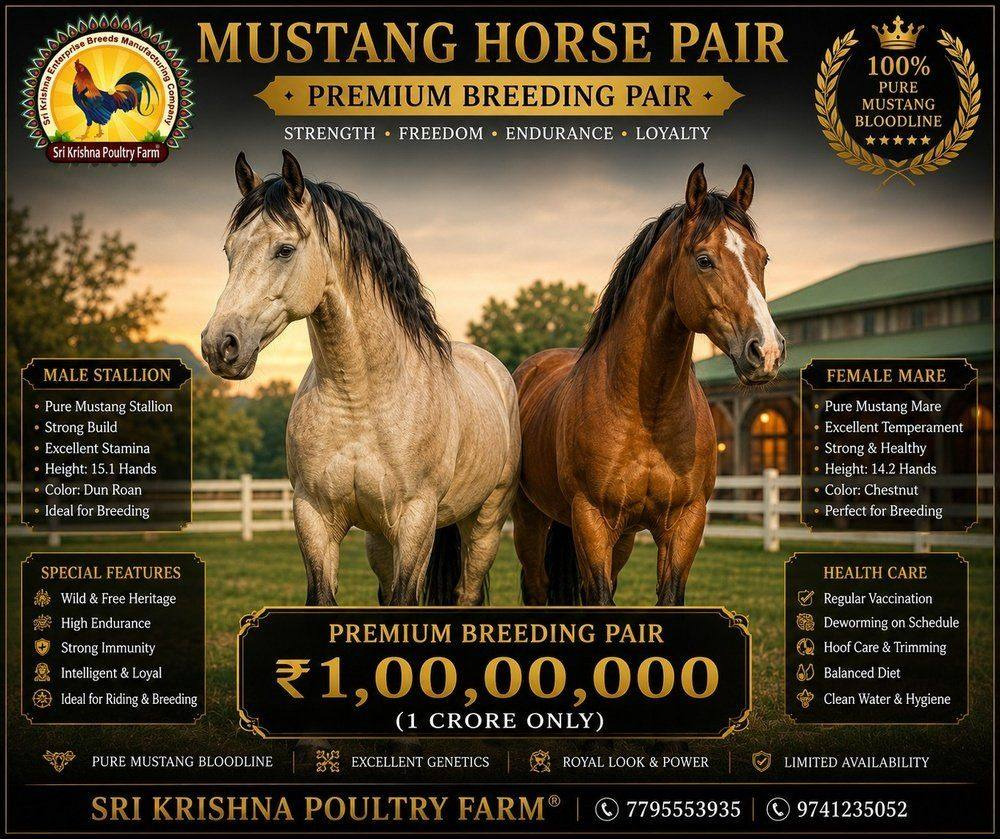 mustang horse
