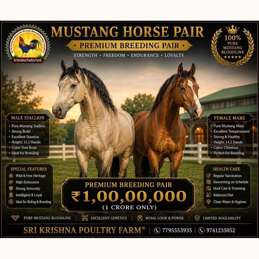 mustang horse