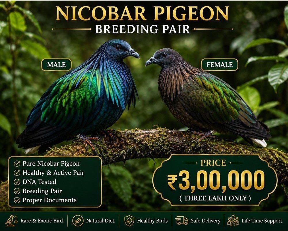 Nicobar Pigeon