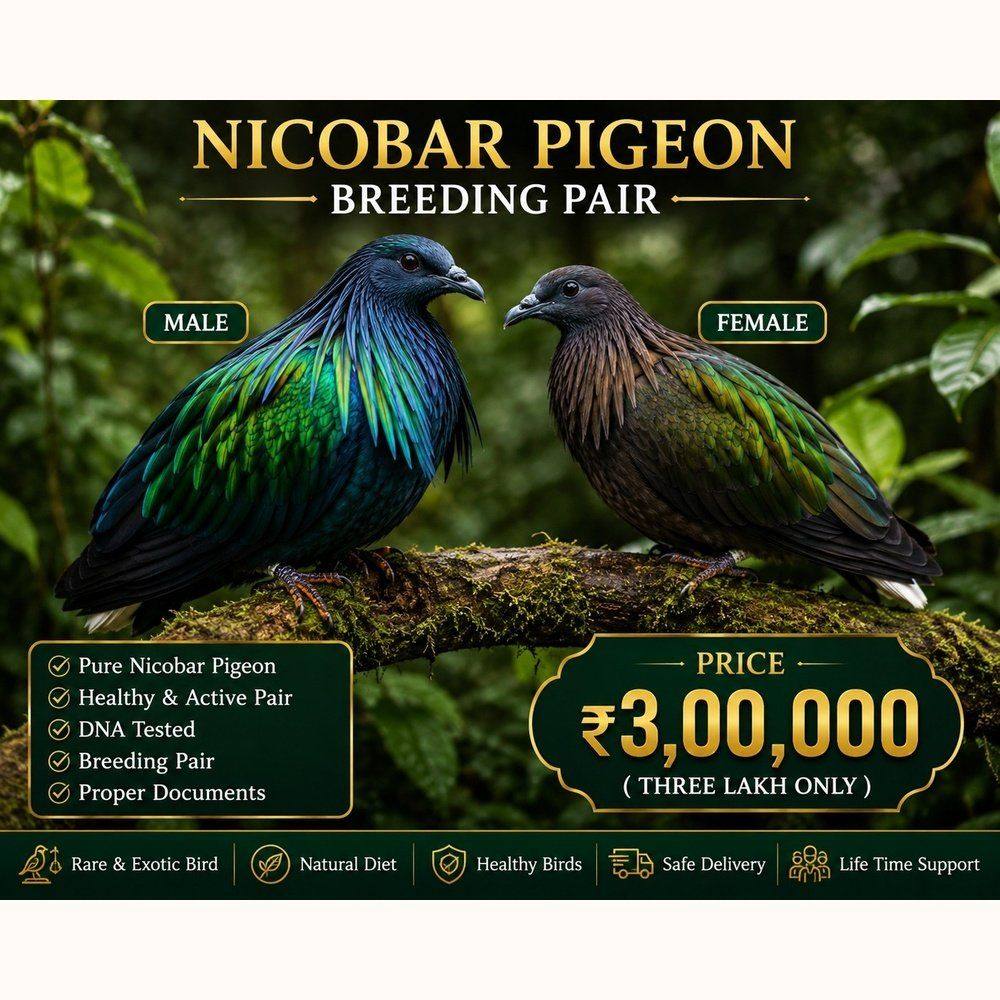 Nicobar Pigeon