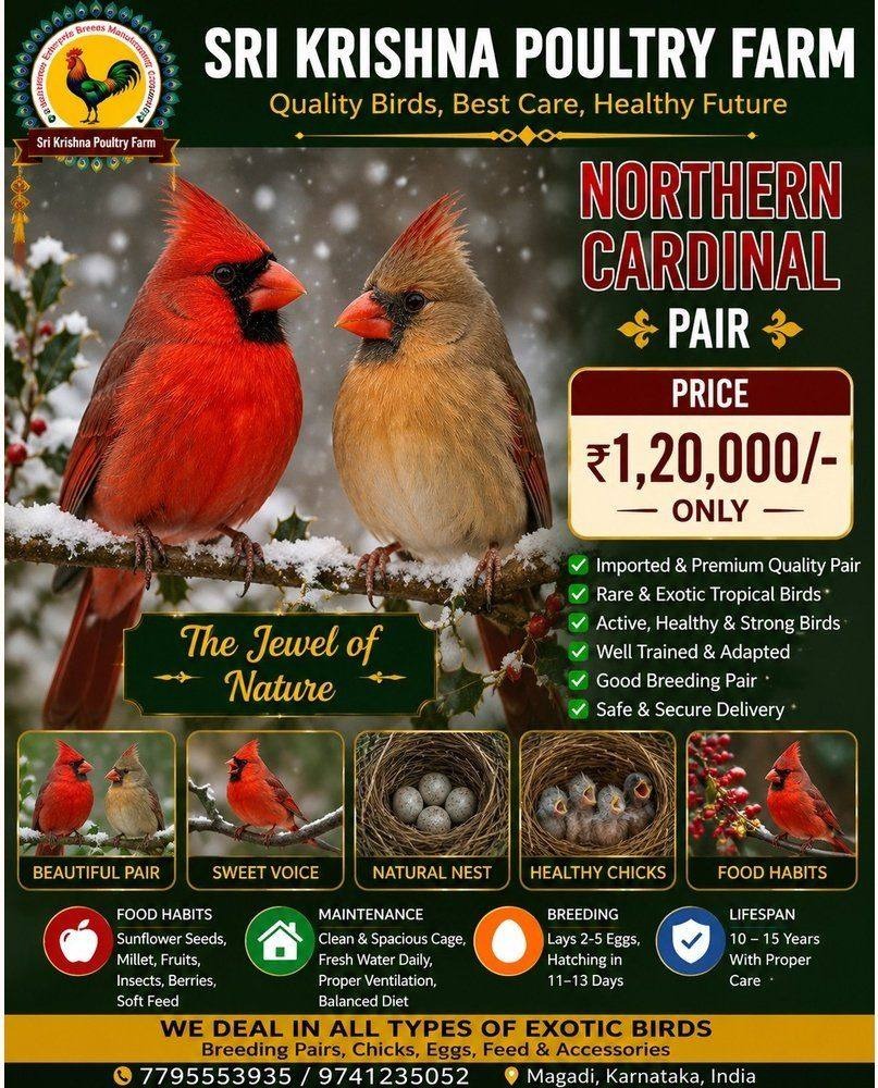 Northern Cardinal