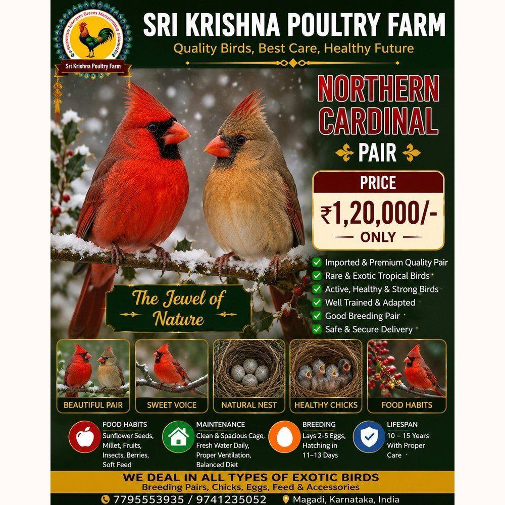 Northern Cardinal