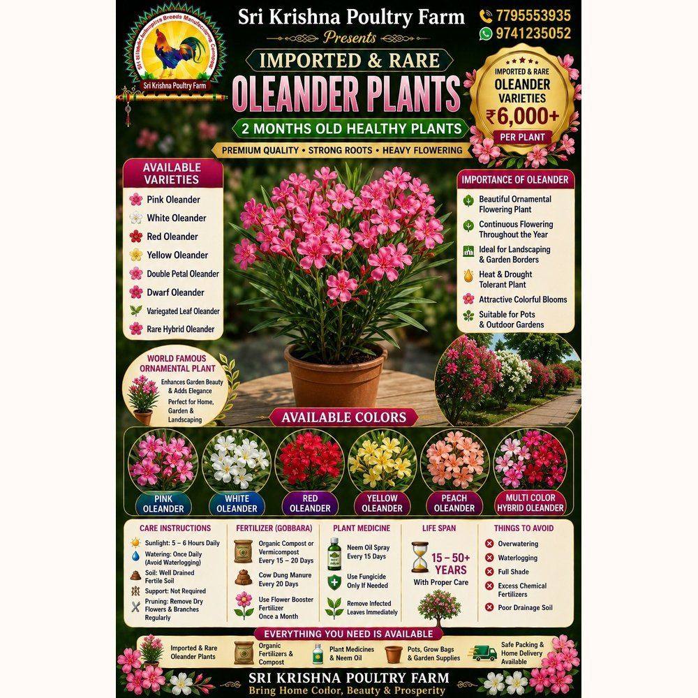 Oleander