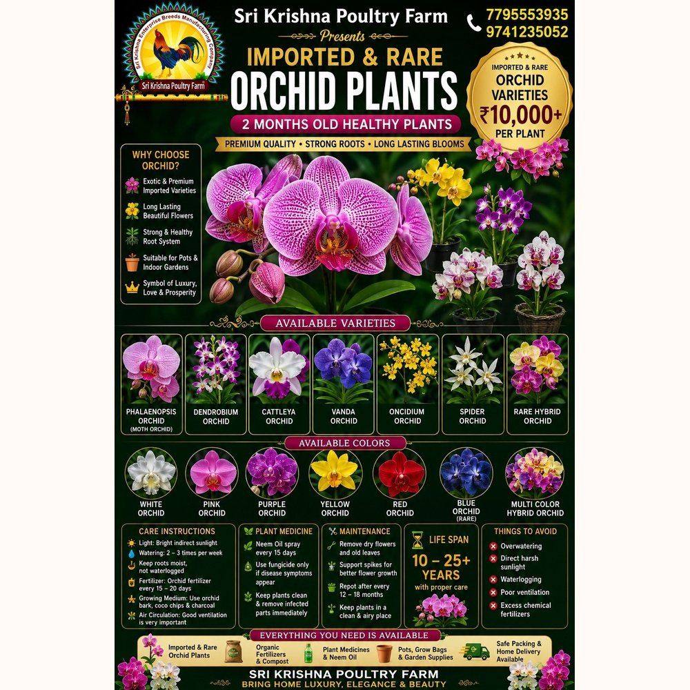 Orchid
