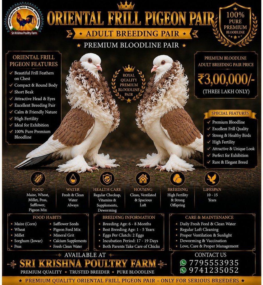 Oriental Frill Pigeon