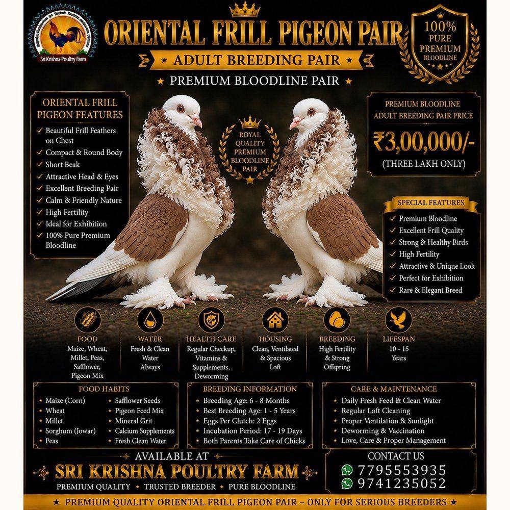 Oriental Frill Pigeon
