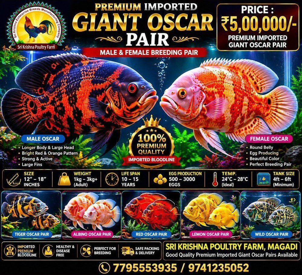 Oscar Fish