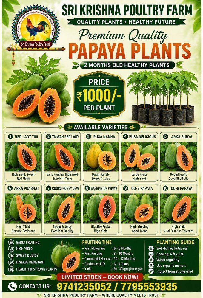 Papaya Plants