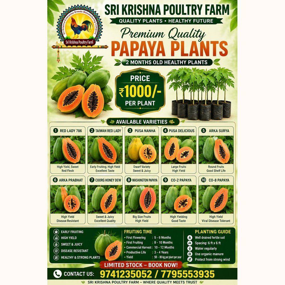 Papaya Plants