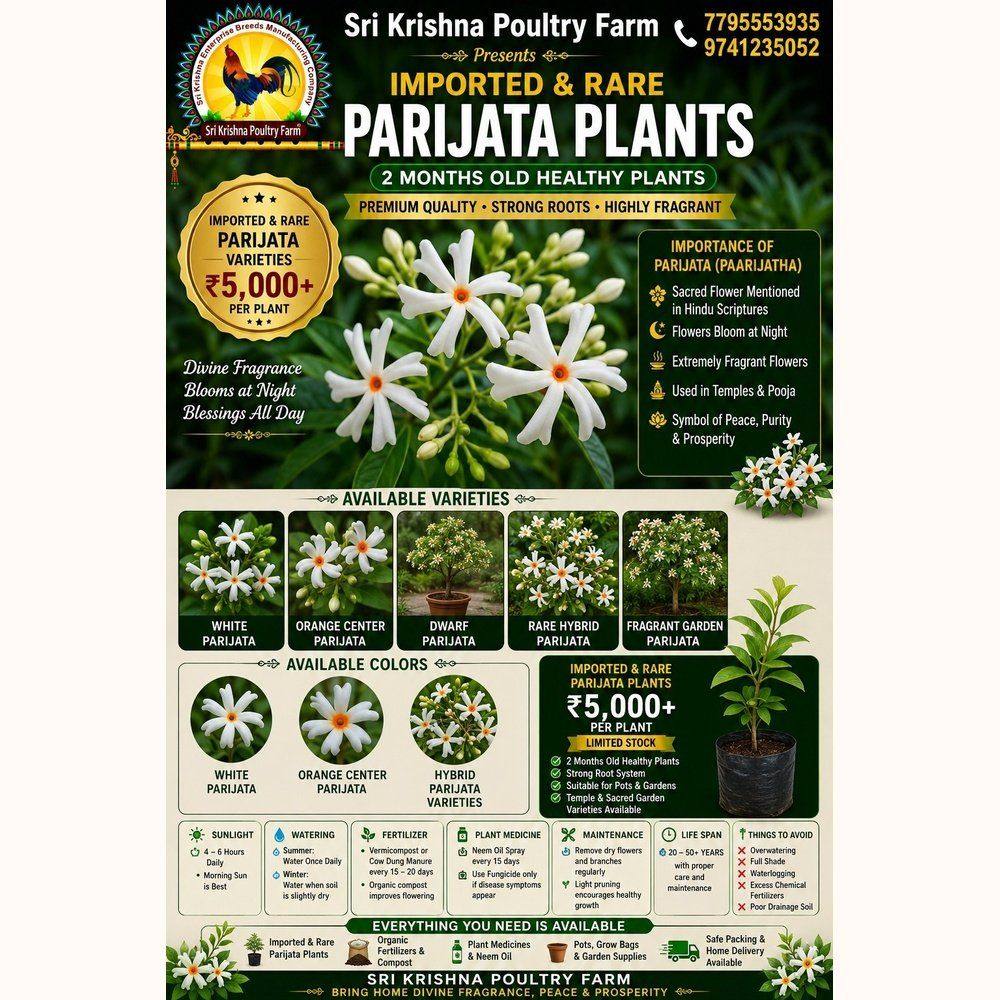 Parijata