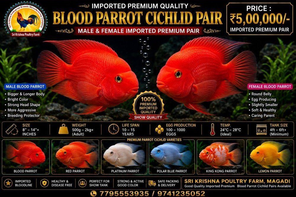 Parrot Cichlid